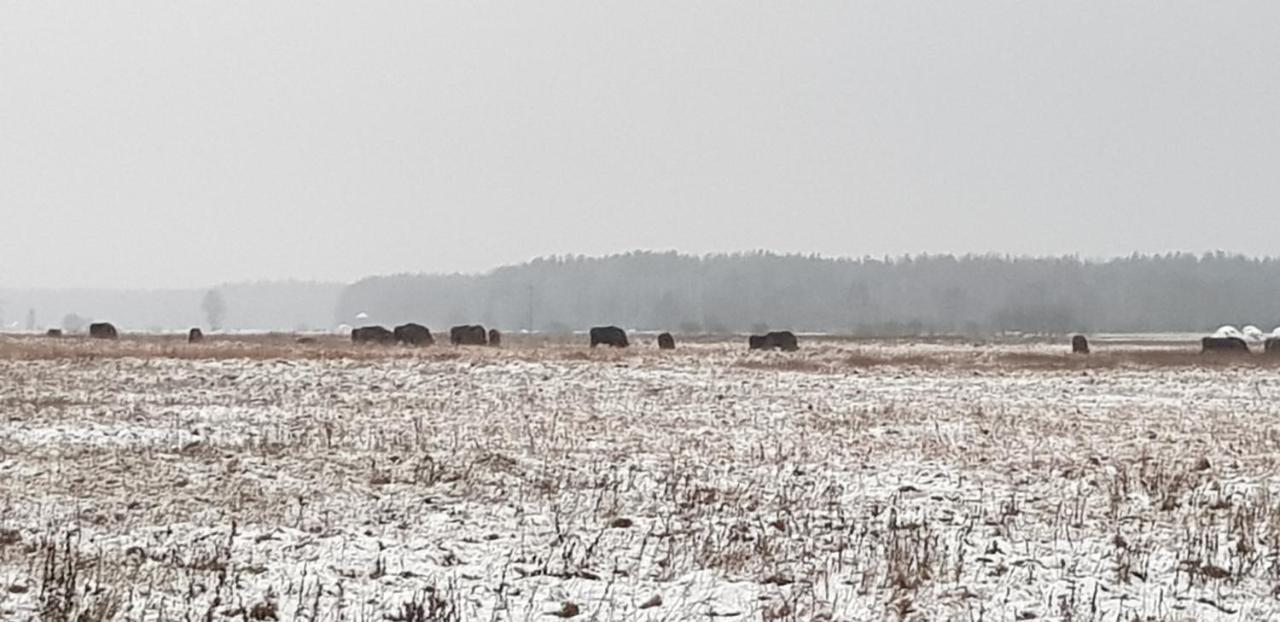 Zdalnie Z Lasu - Siedlisko W Puszczy Bialowieskiej Narewka Luaran gambar