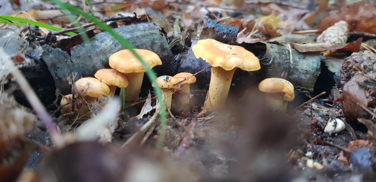 Zdalnie Z Lasu - Siedlisko W Puszczy Bialowieskiej Narewka Luaran gambar