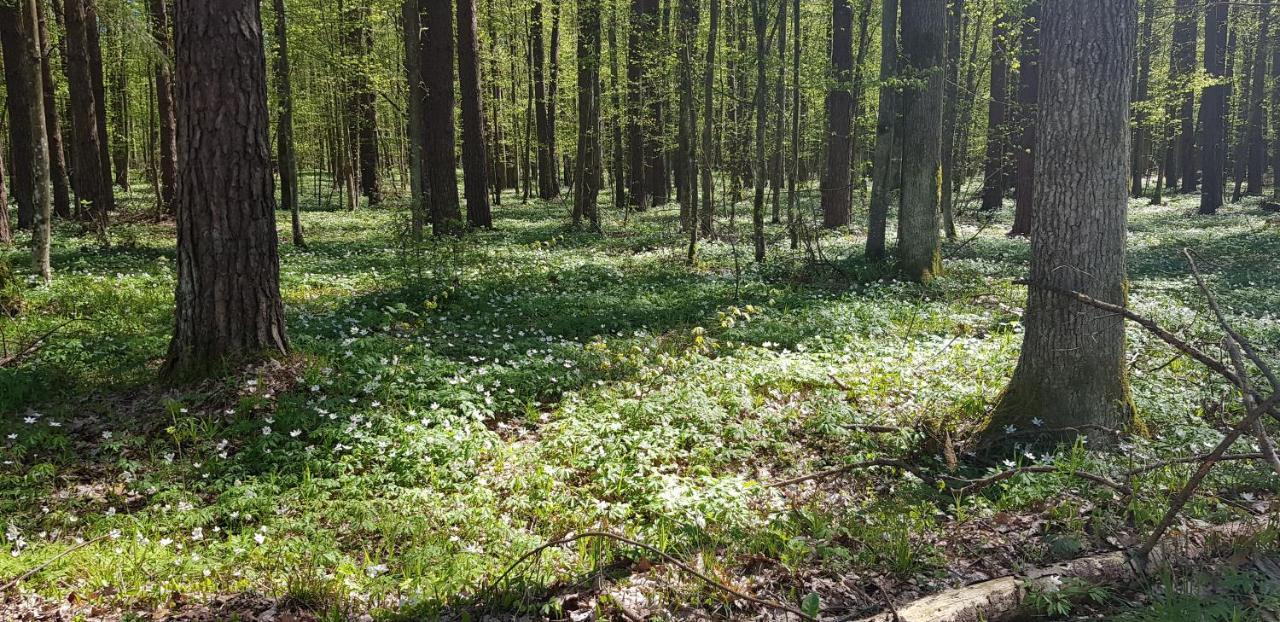 Zdalnie Z Lasu - Siedlisko W Puszczy Bialowieskiej Narewka Luaran gambar