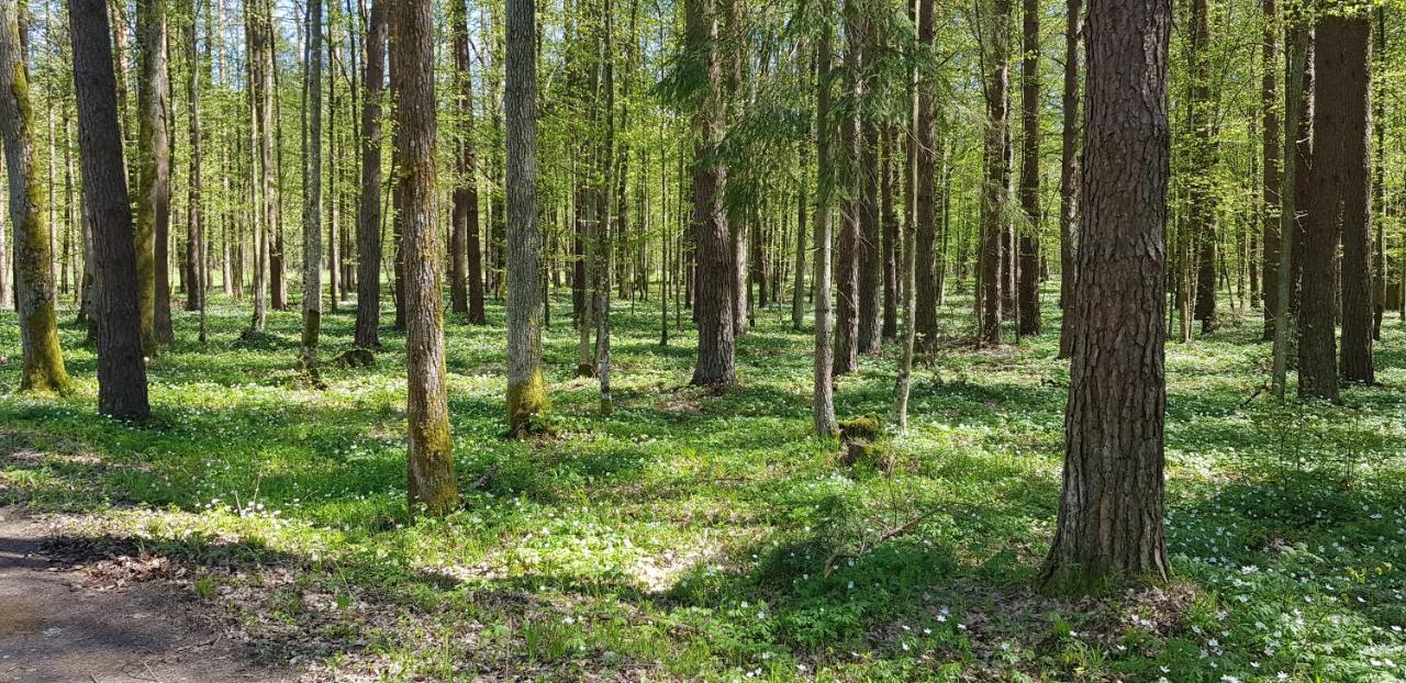Zdalnie Z Lasu - Siedlisko W Puszczy Bialowieskiej Narewka Luaran gambar